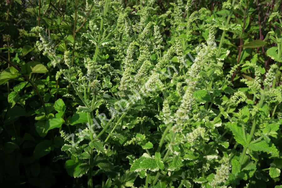 Máta huňatá 'Variegata' - Mentha rotundifolia 'Variegata'