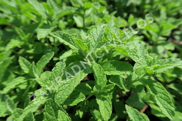 Máta huňatá - Mentha rotundifolia