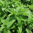 Máta huňatá - Mentha rotundifolia
