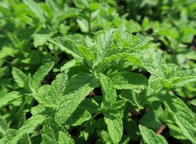 Máta huňatá - Mentha rotundifolia