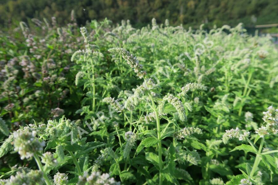 Máta huňatá - Mentha rotundifolia
