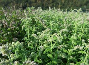 Máta huňatá - Mentha rotundifolia
