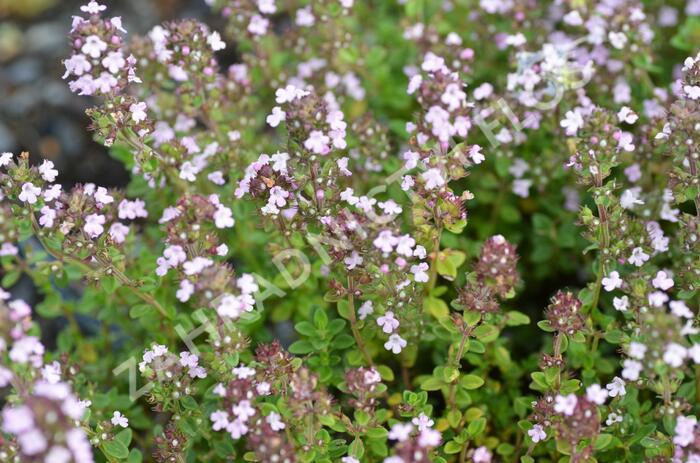 Mateřídouška 'Variegata' - Thymus citriodorus 'Variegata'