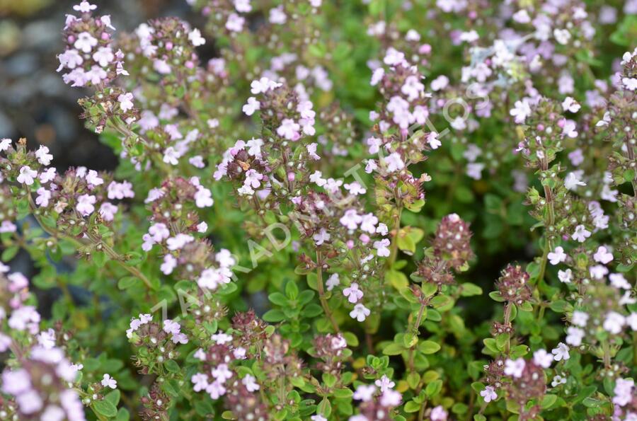 Mateřídouška 'Variegata' - Thymus citriodorus 'Variegata'