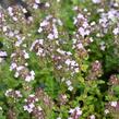 Mateřídouška 'Variegata' - Thymus citriodorus 'Variegata'