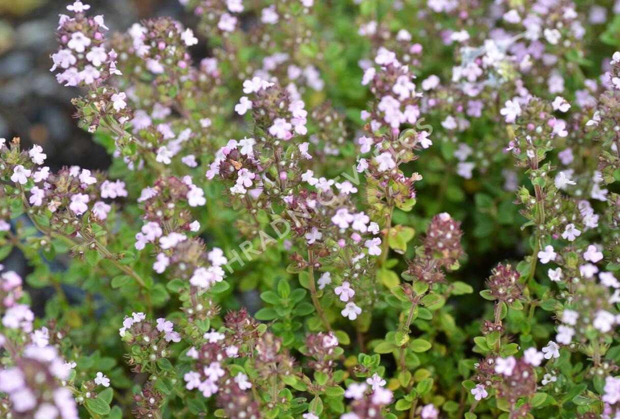 Mateřídouška 'Variegata' - Thymus citriodorus 'Variegata'