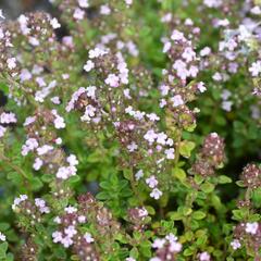 Mateřídouška 'Variegata' - Thymus citriodorus 'Variegata'