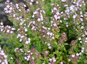 Mateřídouška 'Variegata' - Thymus citriodorus 'Variegata'