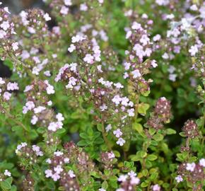 Mateřídouška 'Variegata' - Thymus citriodorus 'Variegata'