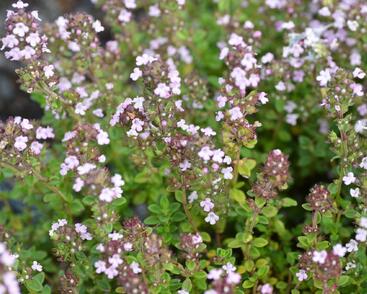 Mateřídouška 'Variegata'