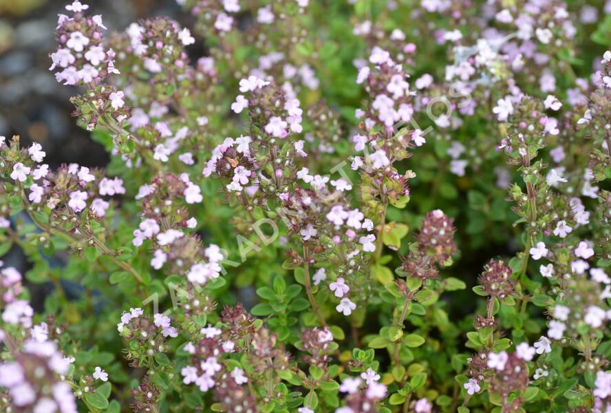 Mateřídouška 'Variegata' - Thymus citriodorus 'Variegata'