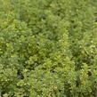 Mateřídouška 'Variegata' - Thymus citriodorus 'Variegata'