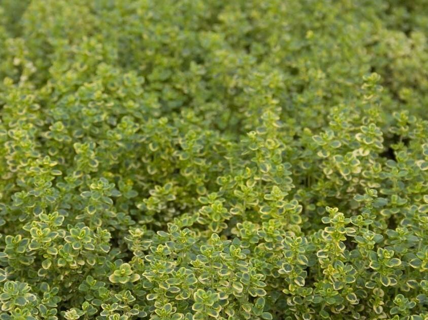 Mateřídouška 'Variegata' - Thymus citriodorus 'Variegata'