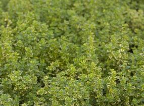 Mateřídouška 'Variegata' - Thymus citriodorus 'Variegata'
