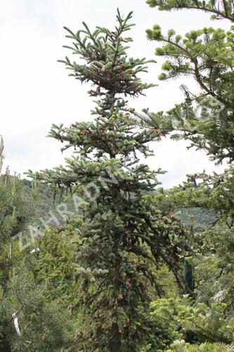 Smrk - Picea alcoquiana