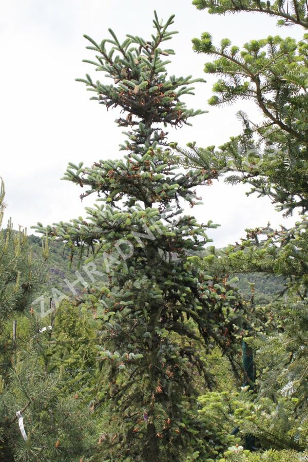 Smrk - Picea alcoquiana