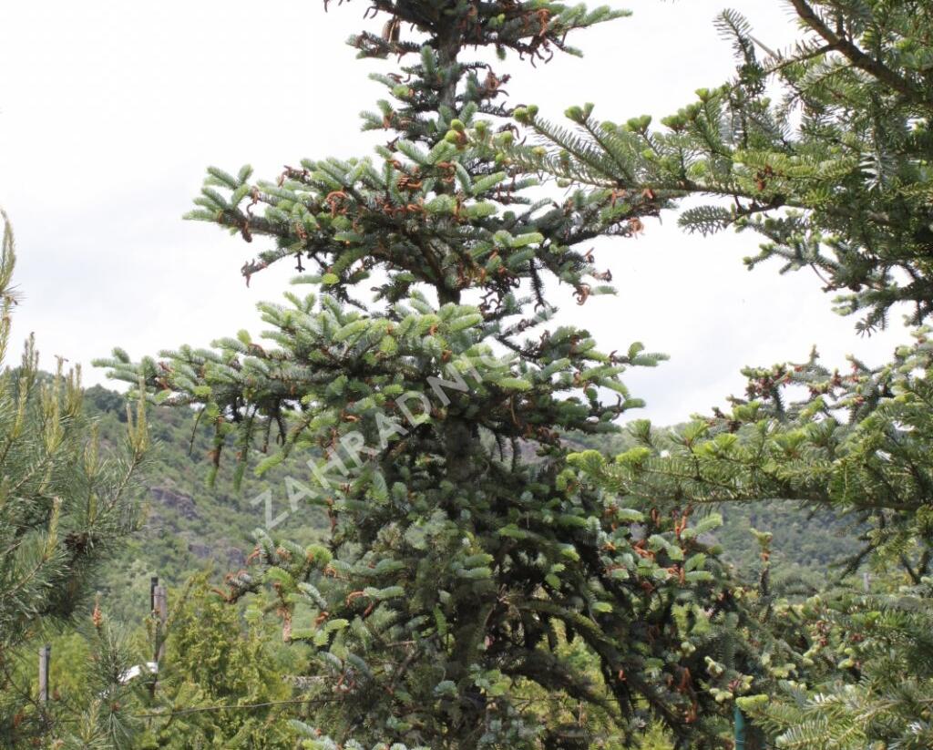 Smrk dvoubarvý - Picea alcoquiana