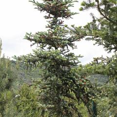 Smrk - Picea alcoquiana