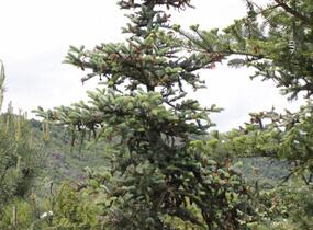 Smrk dvoubarvý - Picea alcoquiana