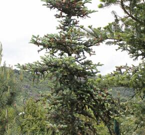 Smrk - Picea alcoquiana