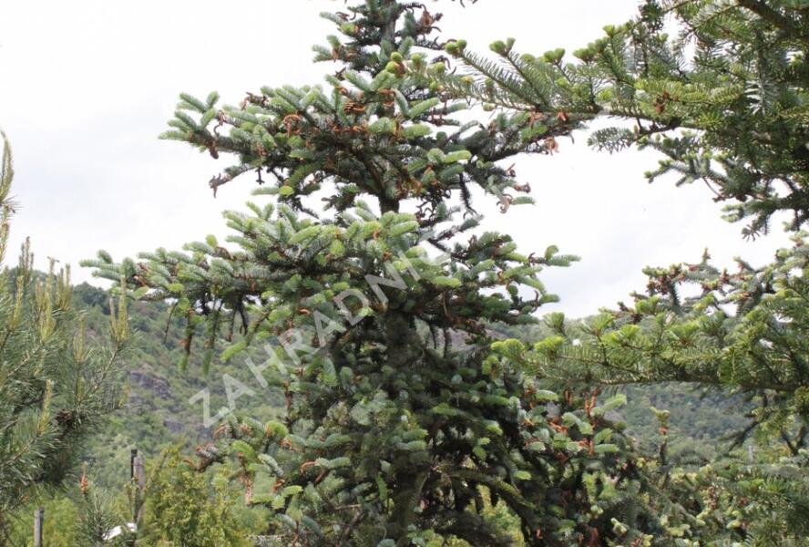 Smrk dvoubarvý - Picea alcoquiana