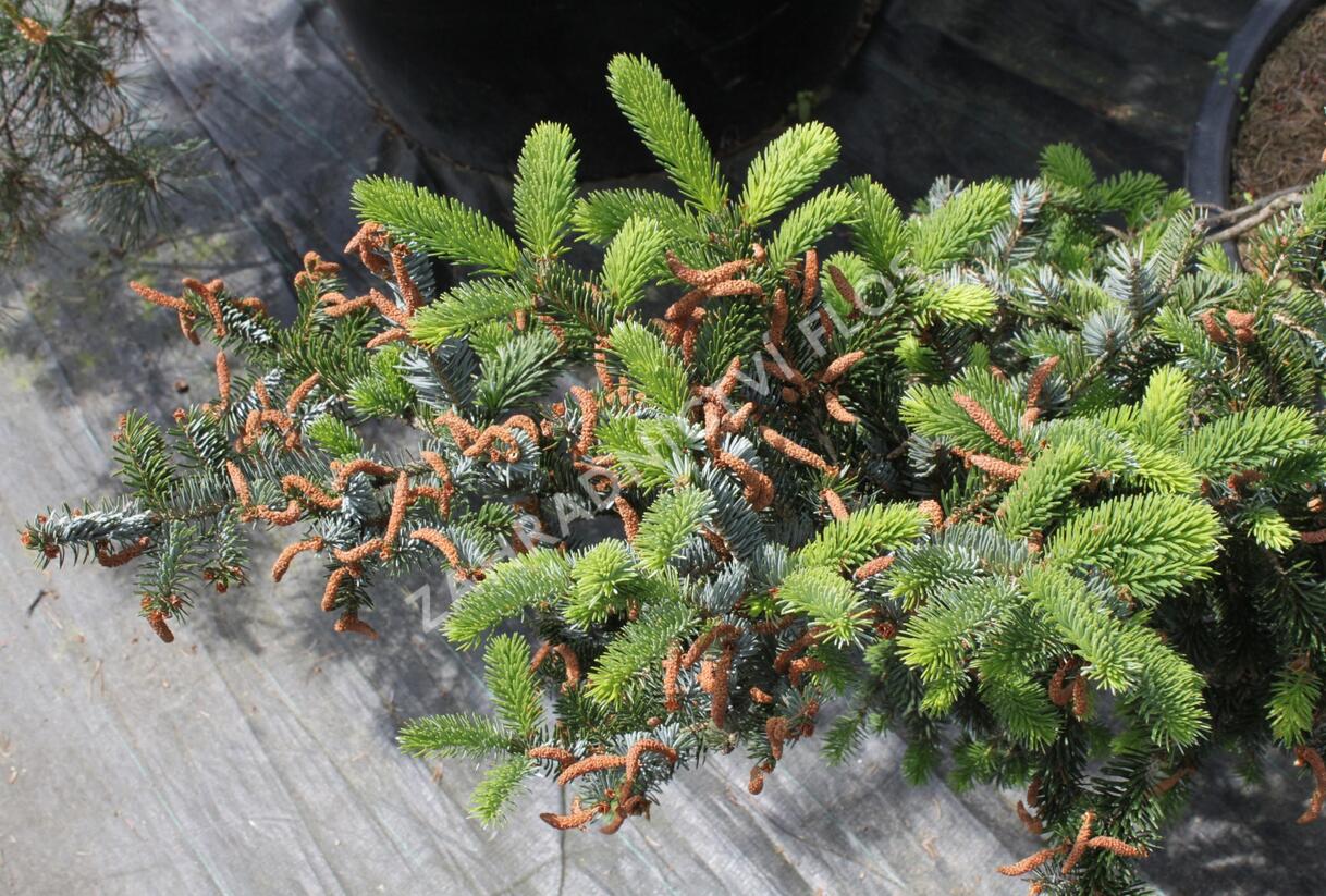 Smrk dvoubarvý - Picea alcoquiana