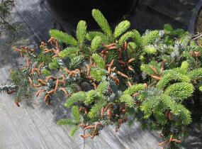 Smrk dvoubarvý - Picea alcoquiana