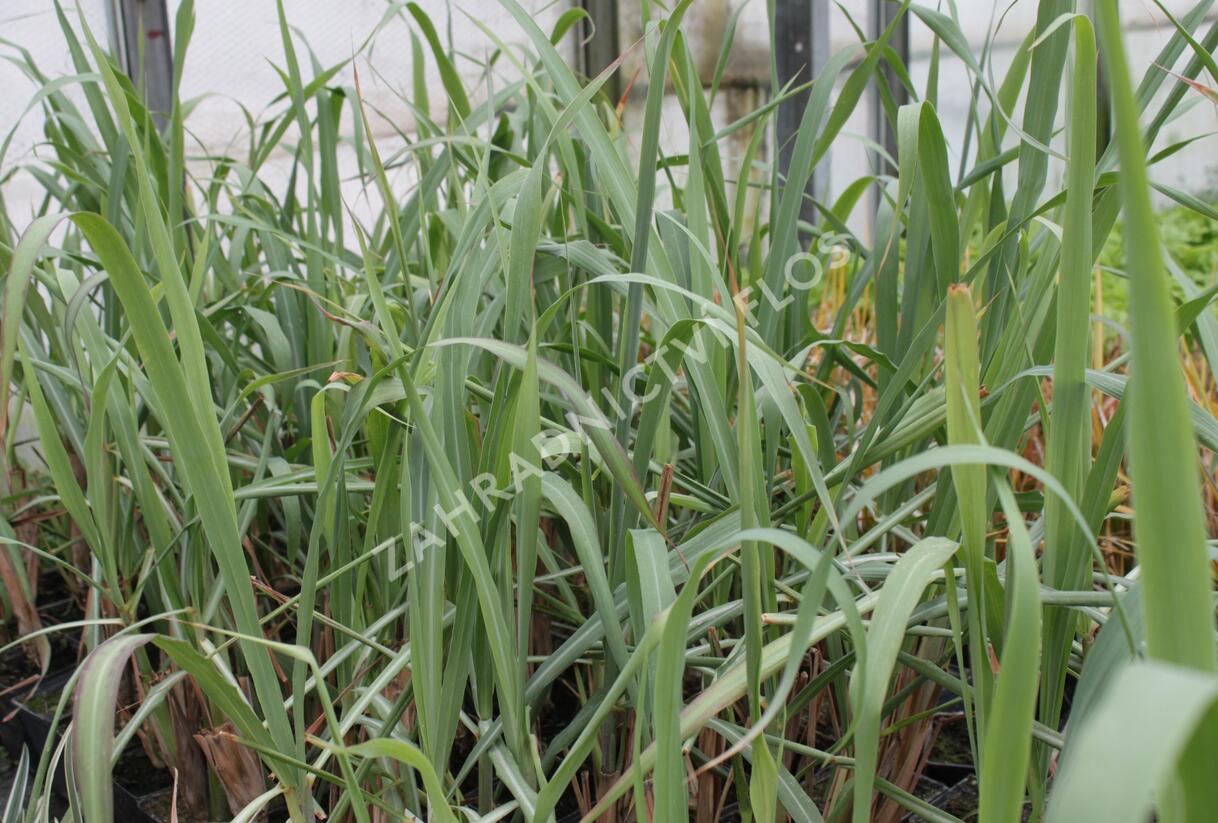 Citronová tráva 'Tasty Lemon' - Cymbopogon citratus 'Tasty Lemon'