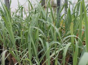 Citronová tráva 'Tasty Lemon' - Cymbopogon citratus 'Tasty Lemon'