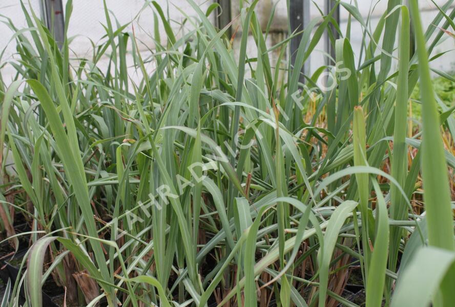 Citronová tráva 'Tasty Lemon' - Cymbopogon citratus 'Tasty Lemon'