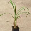 Citronová tráva 'Tasty Lemon' - Cymbopogon citratus 'Tasty Lemon'