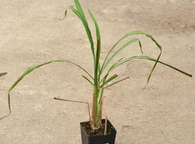 Citronová tráva 'Tasty Lemon' - Cymbopogon citratus 'Tasty Lemon'