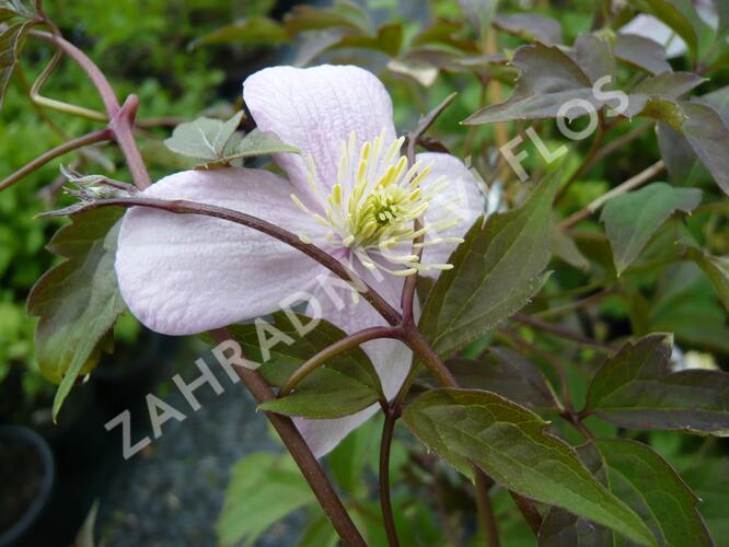 Plamének horský 'Mayleen' - Clematis montana 'Mayleen'