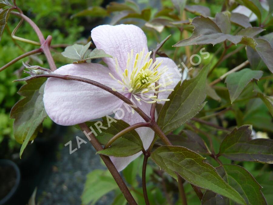 Plamének horský 'Mayleen' - Clematis montana 'Mayleen'