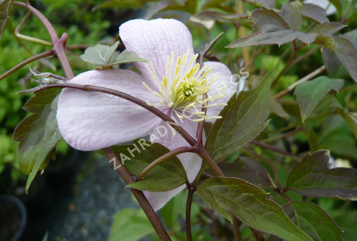 Plamének horský 'Mayleen' - Clematis montana 'Mayleen'
