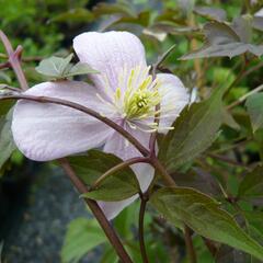 Plamének horský 'Mayleen' - Clematis montana 'Mayleen'