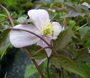 Plamének horský 'Mayleen' - Clematis montana 'Mayleen'