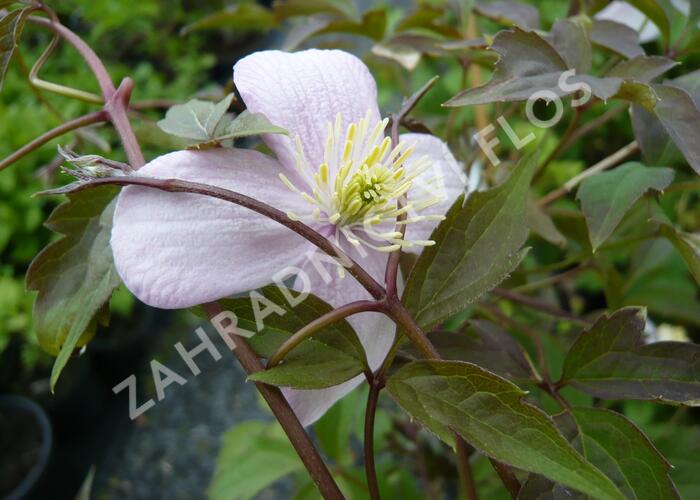 Plamének horský 'Mayleen' - Clematis montana 'Mayleen'