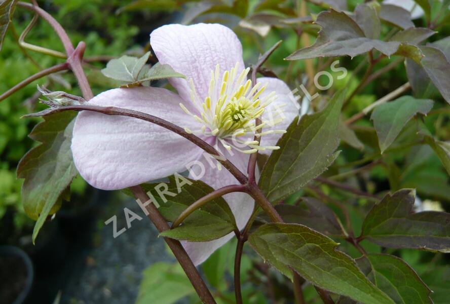 Plamének horský 'Mayleen' - Clematis montana 'Mayleen'