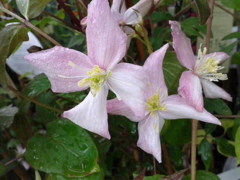 Plamének horský 'Fragrant Spring' - Clematis montana 'Fragrant Spring'