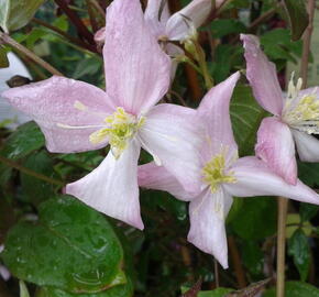 Plamének horský 'Fragrant Spring' - Clematis montana 'Fragrant Spring'