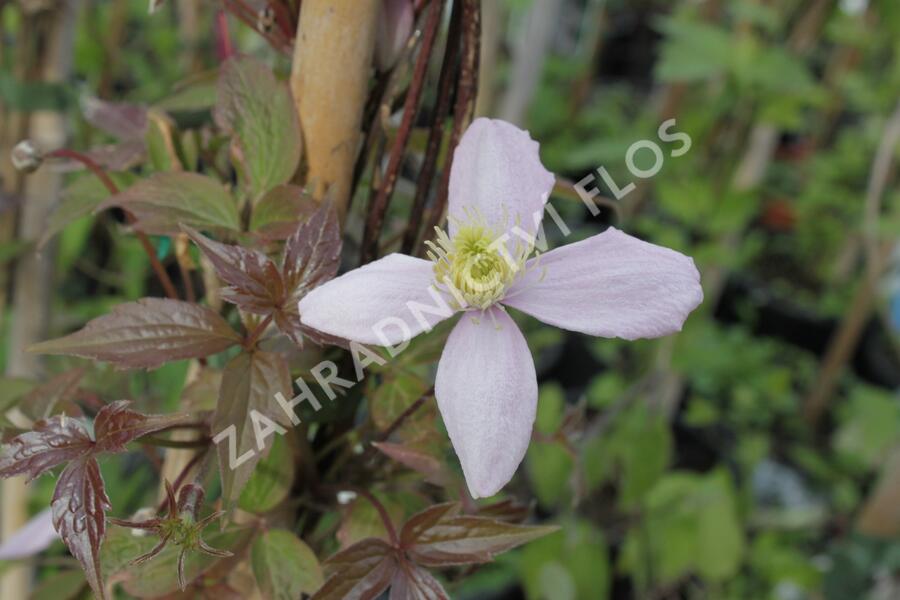 Plamének horský 'Fragrant Spring' - Clematis montana 'Fragrant Spring'
