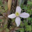 Plamének horský 'Fragrant Spring' - Clematis montana 'Fragrant Spring'