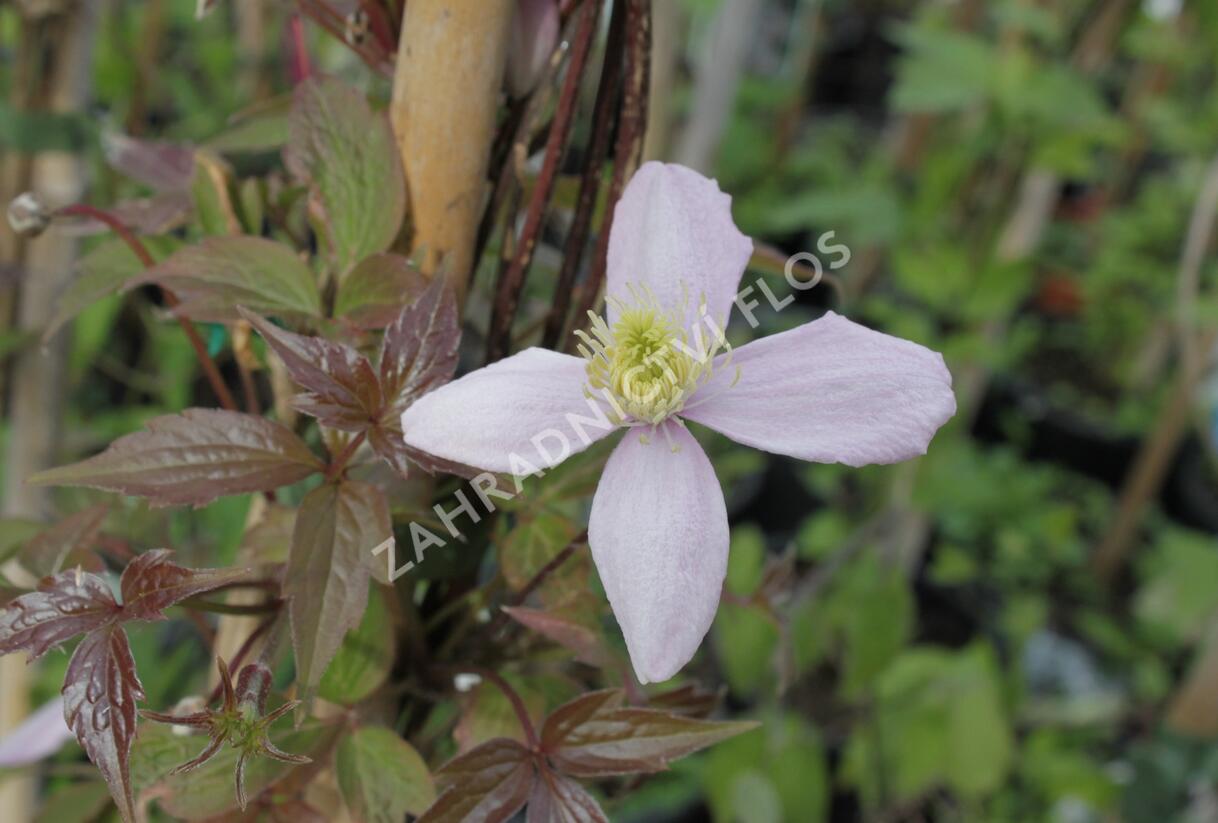 Plamének horský 'Fragrant Spring' - Clematis montana 'Fragrant Spring'