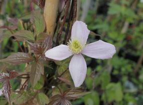 Plamének horský 'Fragrant Spring' - Clematis montana 'Fragrant Spring'