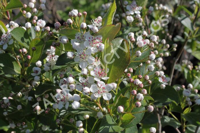 Temnoplodec černoplodý 'Autumn Magic' - Aronia melanocarpa 'Autumn Magic'