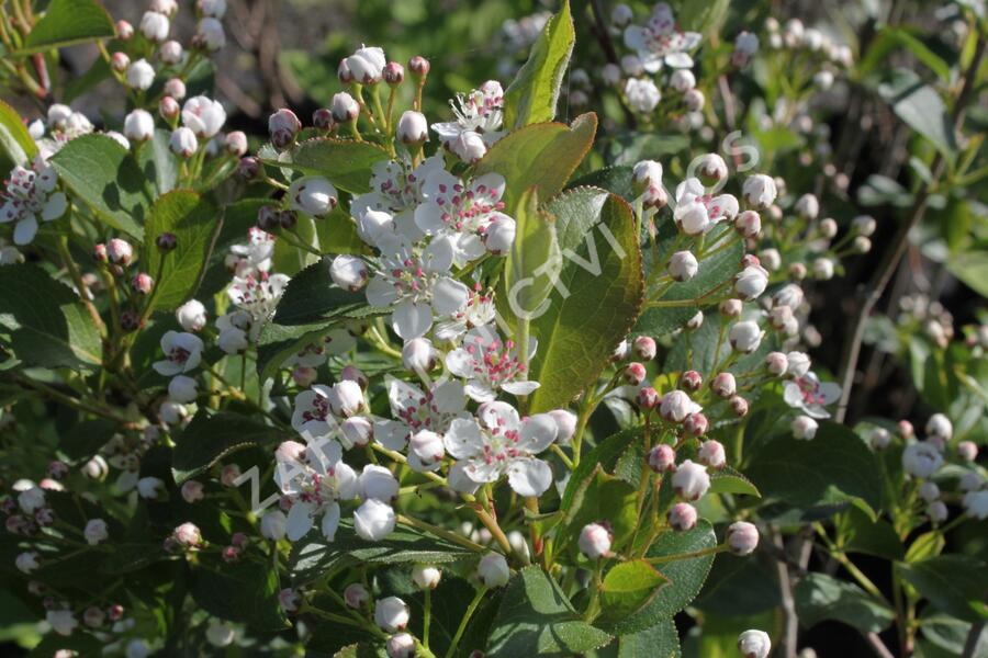 Temnoplodec černoplodý 'Autumn Magic' - Aronia melanocarpa 'Autumn Magic'