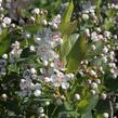 Temnoplodec černoplodý 'Autumn Magic' - Aronia melanocarpa 'Autumn Magic'