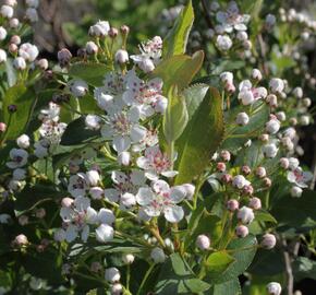 Temnoplodec černoplodý 'Autumn Magic' - Aronia melanocarpa 'Autumn Magic'