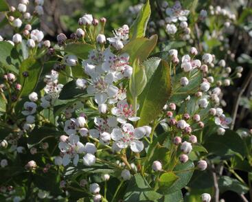 Temnoplodec, arónie černoplodá 'Autumn Magic'